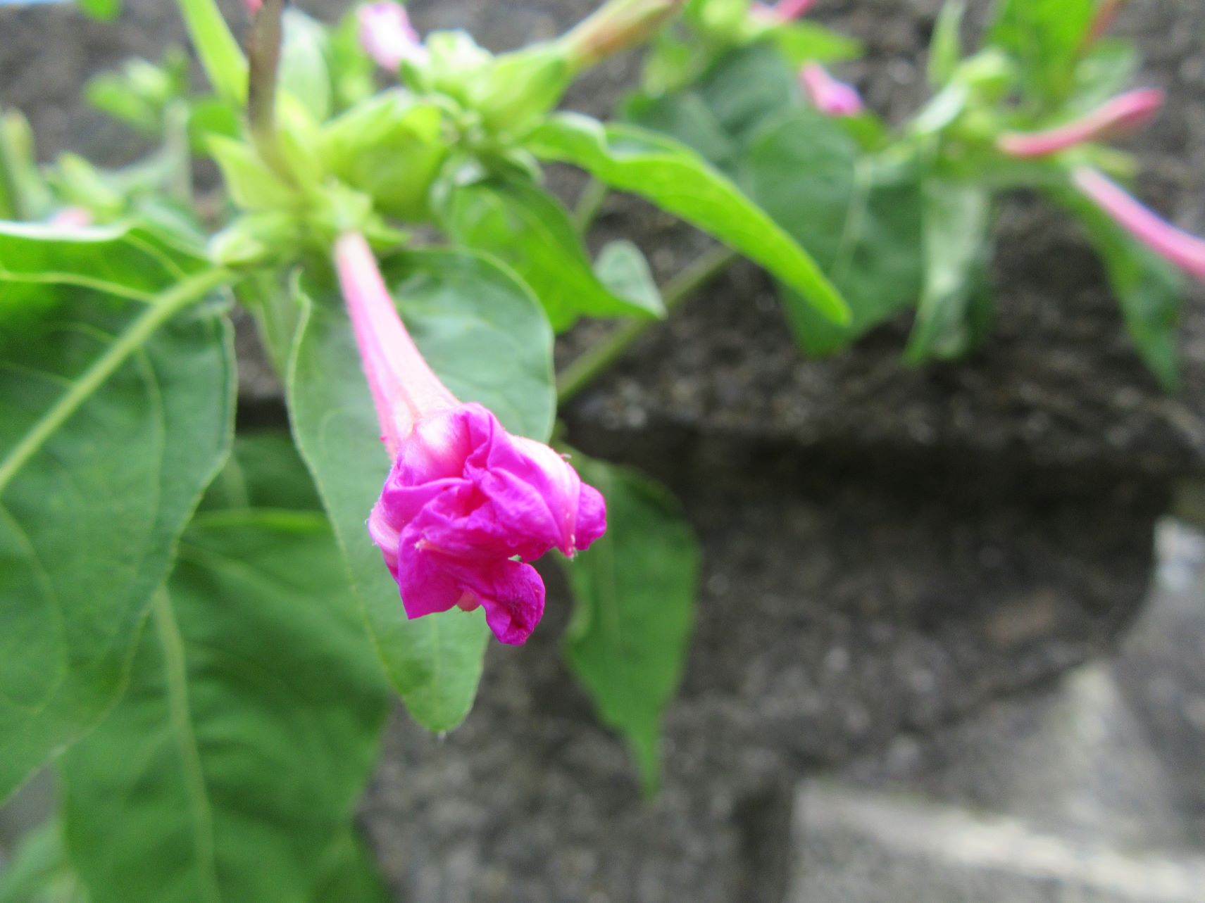 オシロイバナと思われる花。