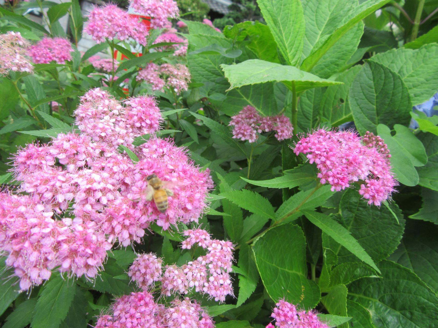 シモツケと思われる植物に止まっている、蜂。