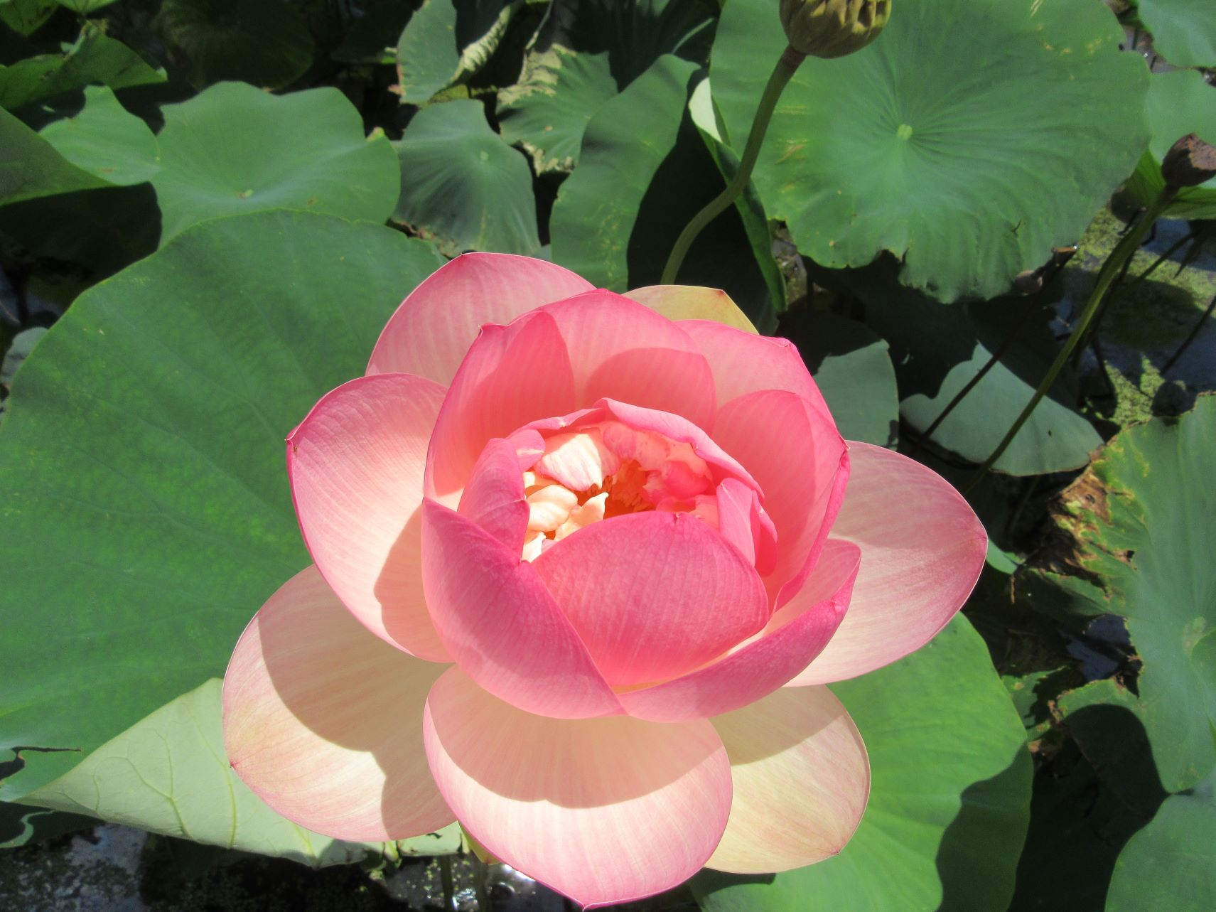 大きくて美しいハスの花。