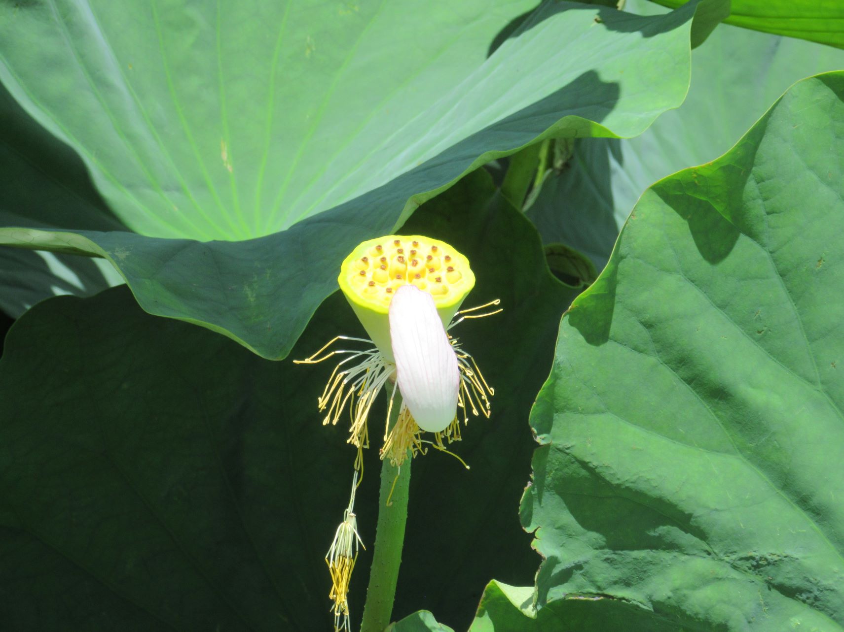 実に一枚の花びらが残る、ハス。