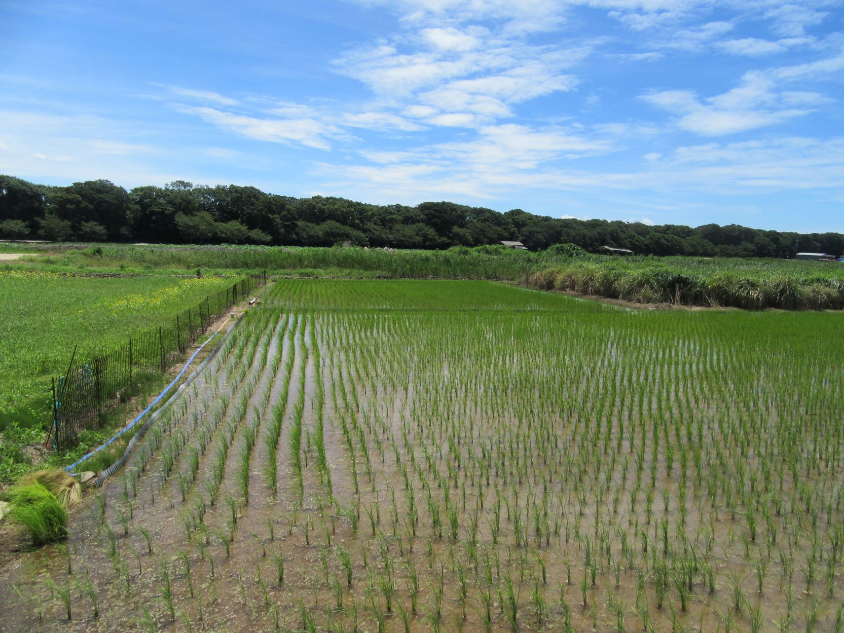 唐比ハス園の近くの田園風景。