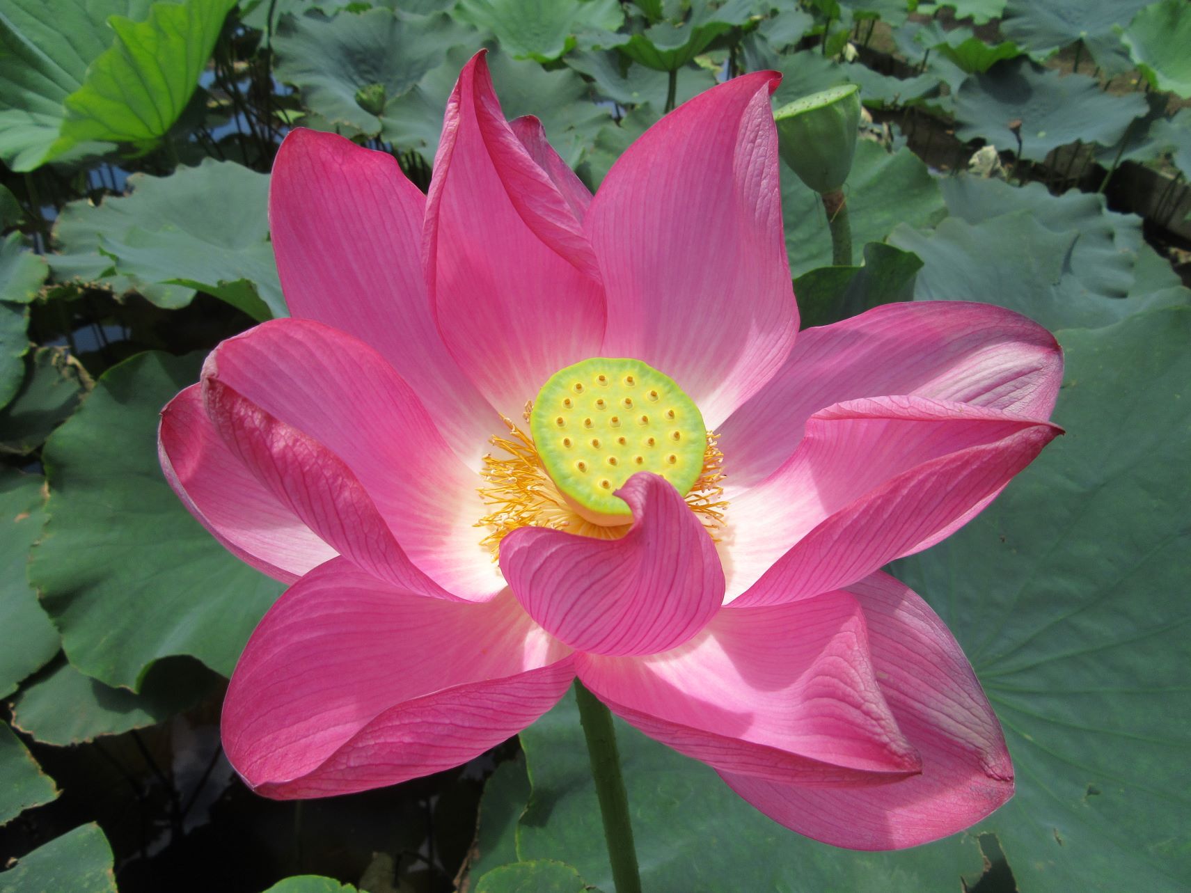 まだ実にピンクの花が付いた状態の、ハス。