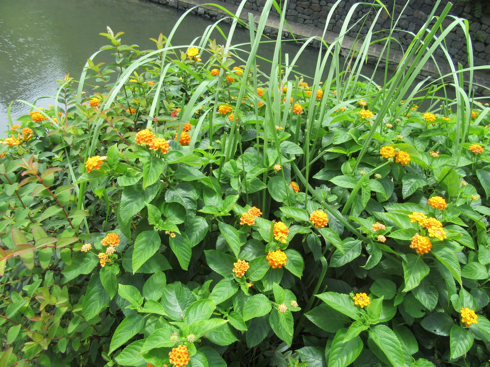 長崎市眼鏡橋の近くに咲いているランタナの花。