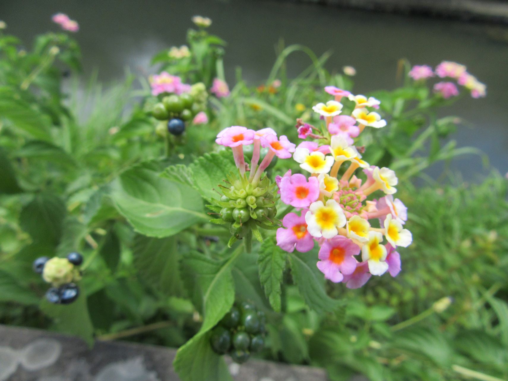 ランタナの花が、実をつけつつある。