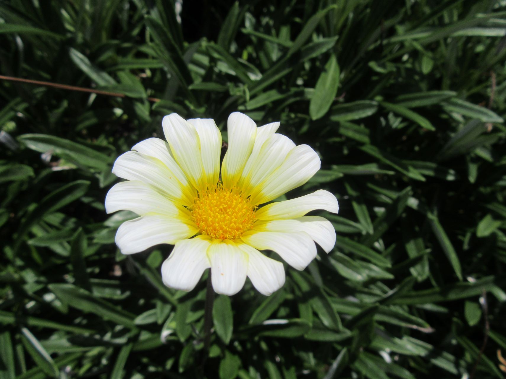 長崎市中島川沿いに咲いていた、ガザニアの花。