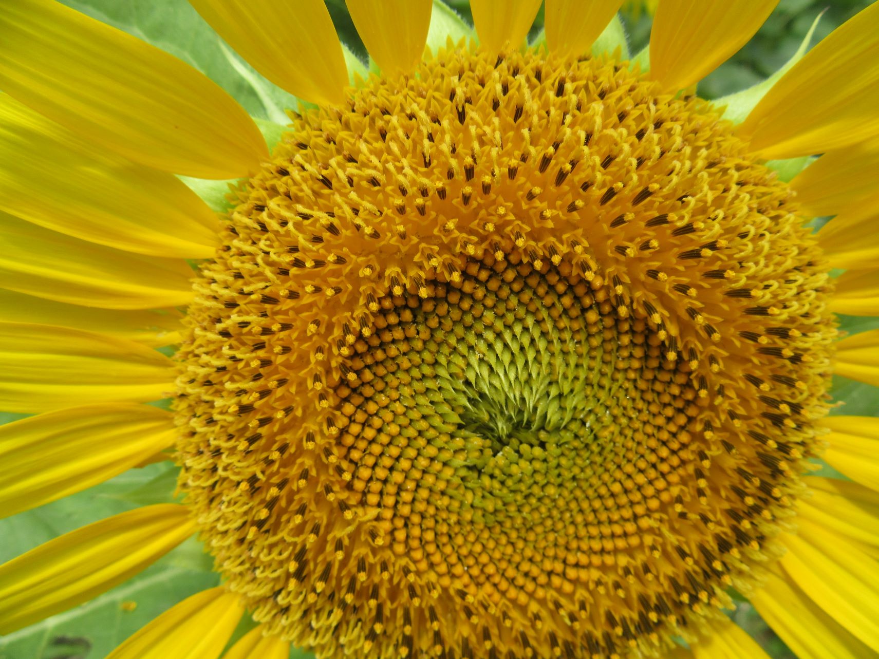 それぞれの模様を見せる、ひまわりの花。