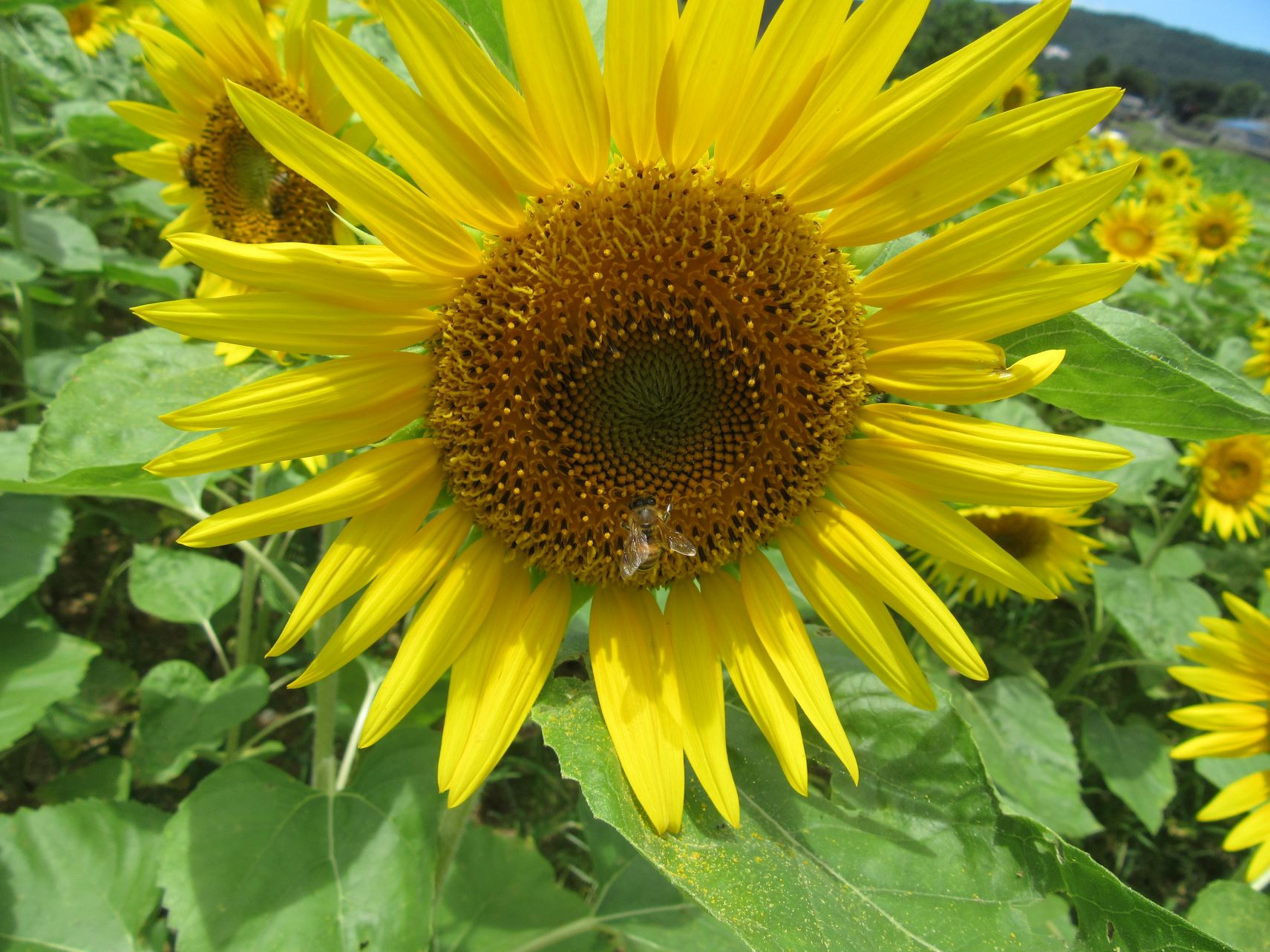 ひまわりの花にとまっている、ミツバチ。