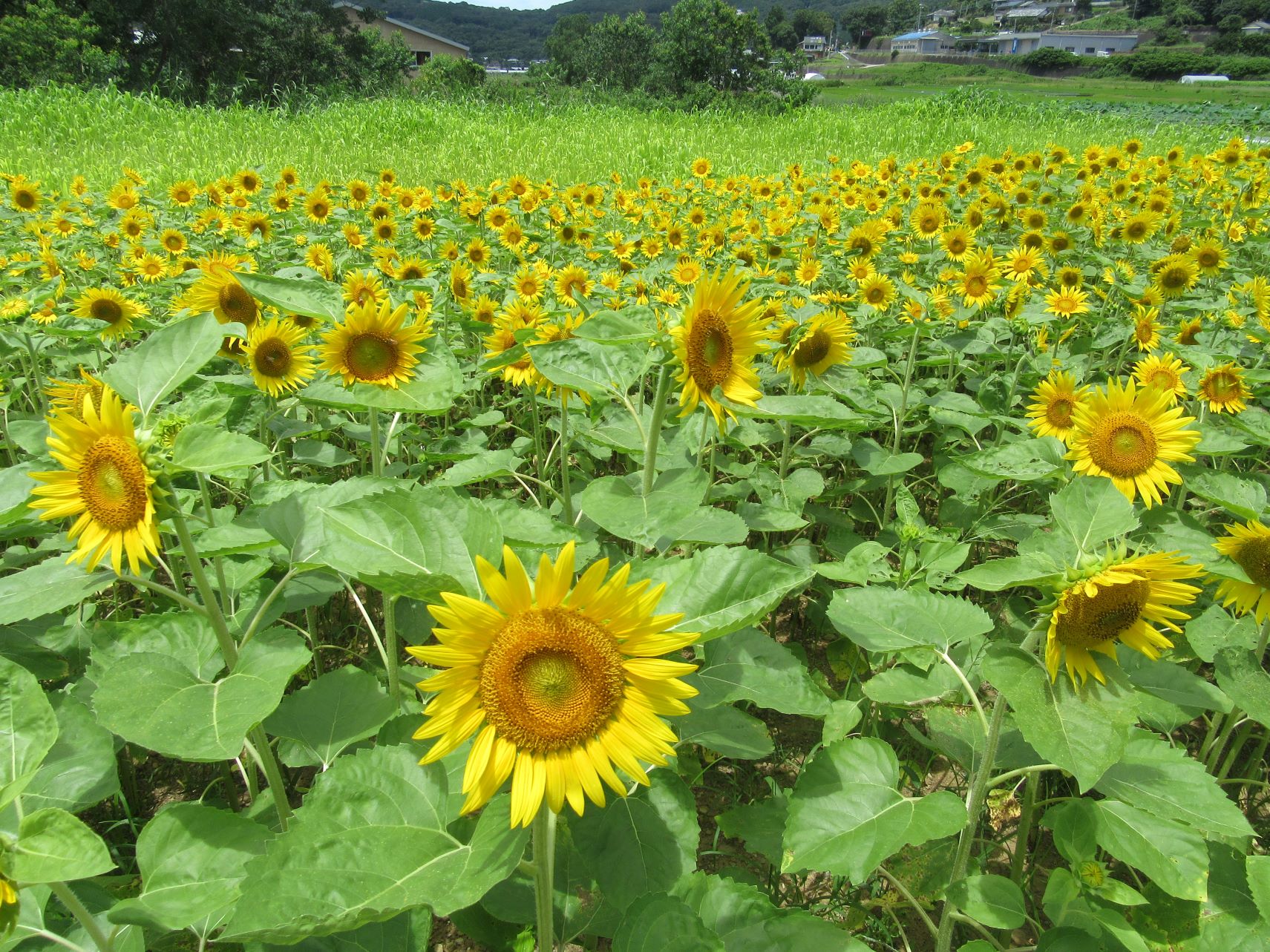 様々な個性のある、ひまわりの花。