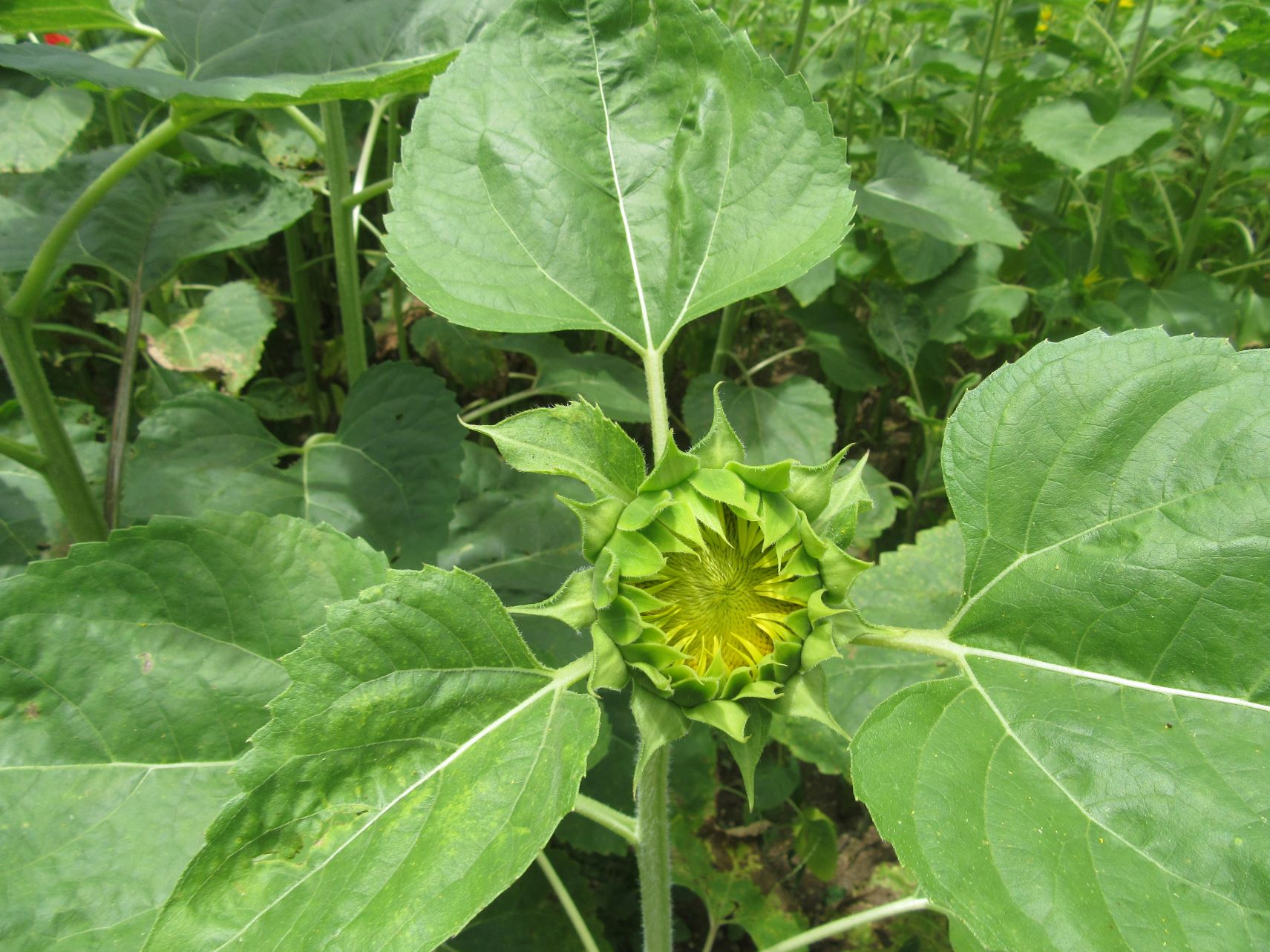 花開く途中と思われるひまわり。