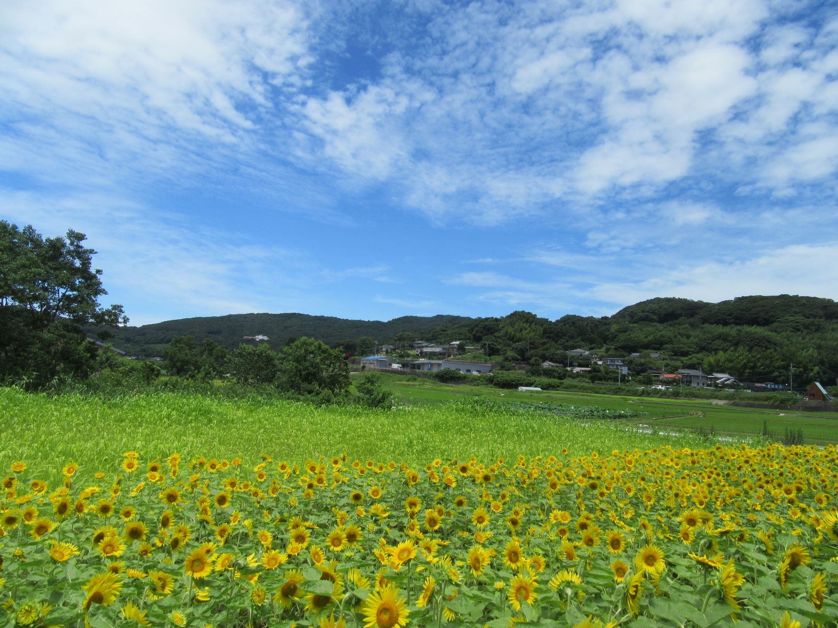 夏の始まりの、ひまわり畑。