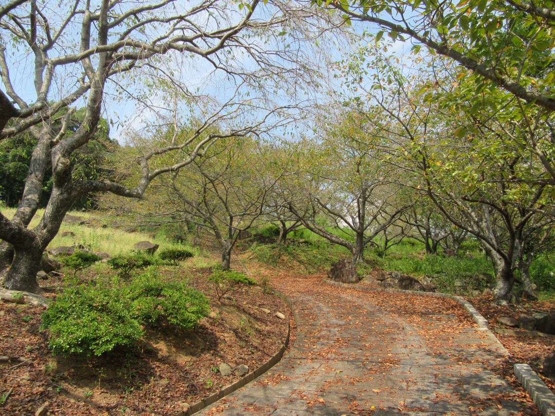 長崎県西海市四本堂公園の、落葉と黄色い葉が目立つ秋。