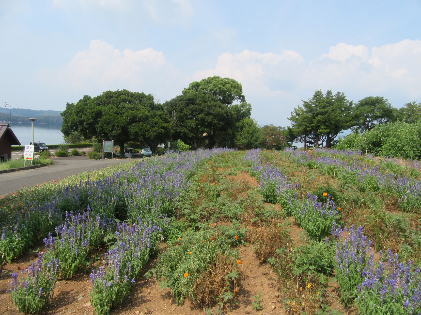 長崎県西海市四本堂公園のきれいな花。