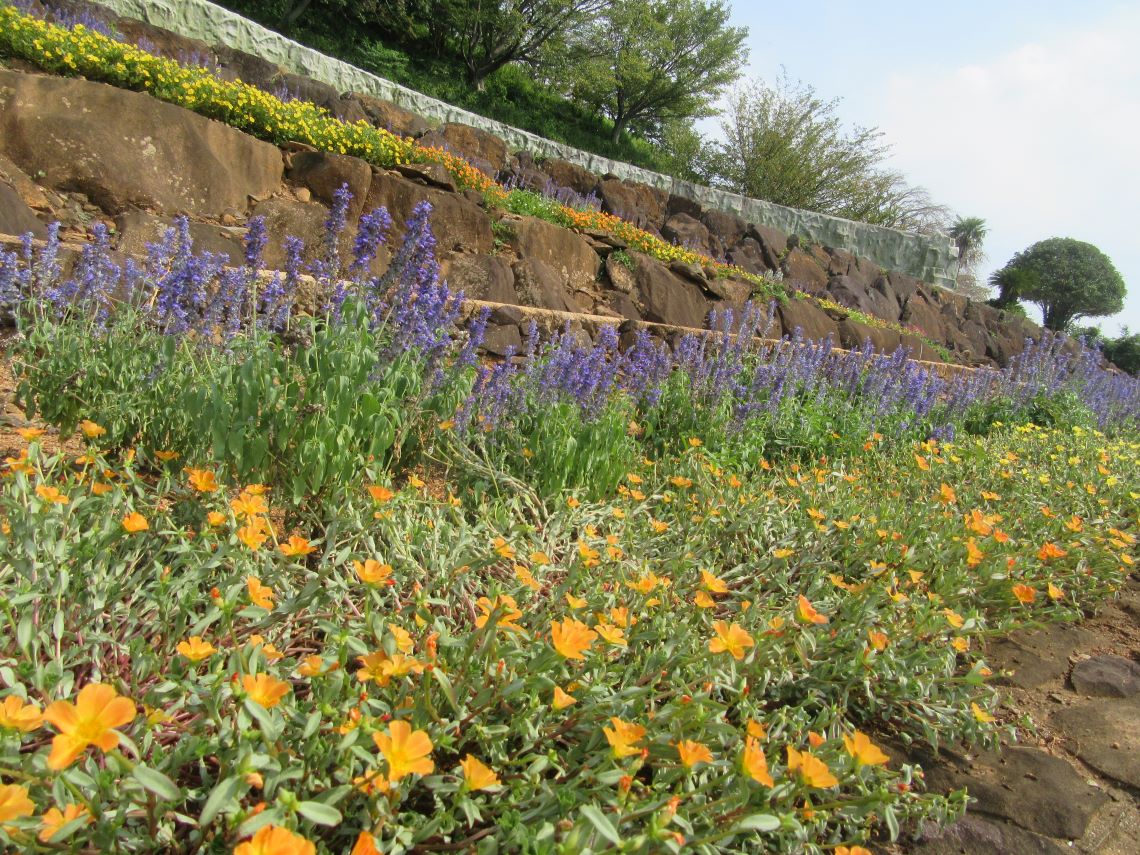 長崎県西海市四本堂公園の色鮮やかな花。