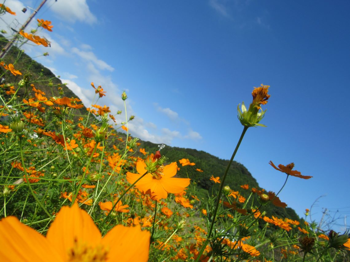 長崎県東彼杵郡波佐見町の鬼木棚田の秋色の花々。