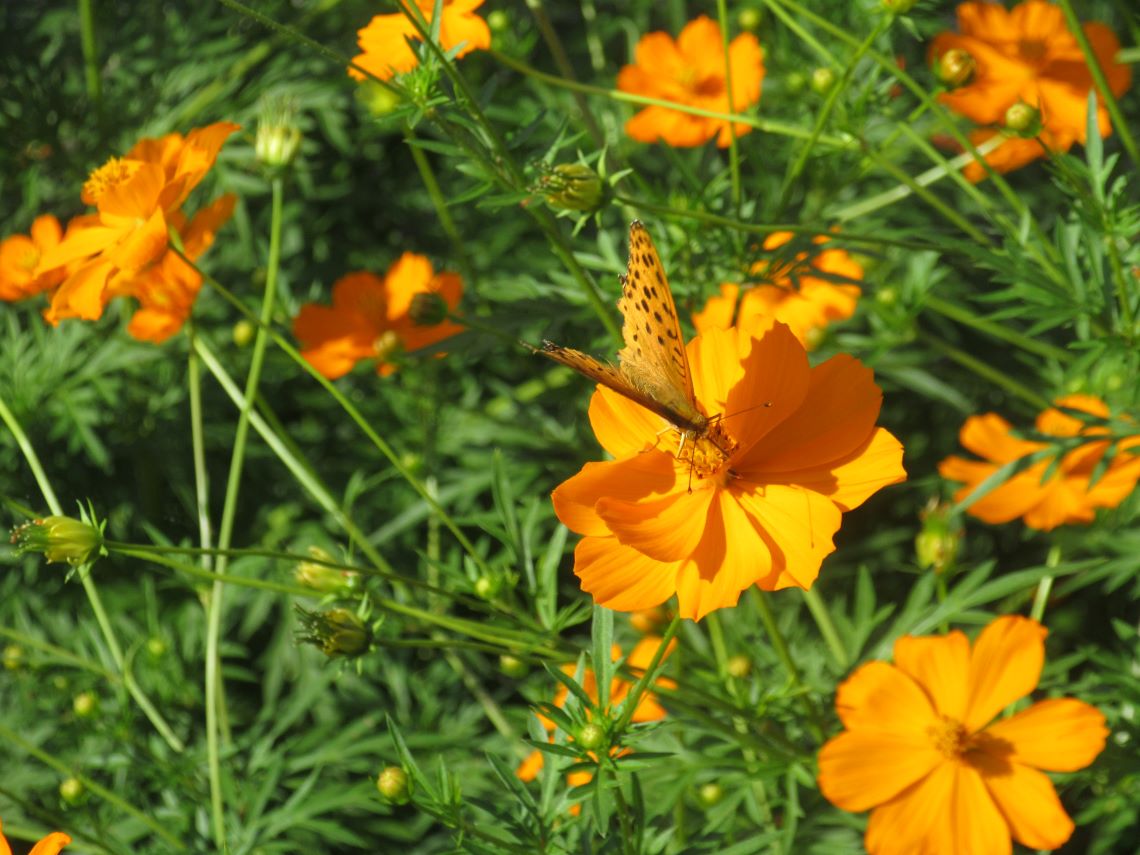 長崎県東彼杵郡波佐見町の鬼木棚田の花にとまるヒョウモンチョウ。