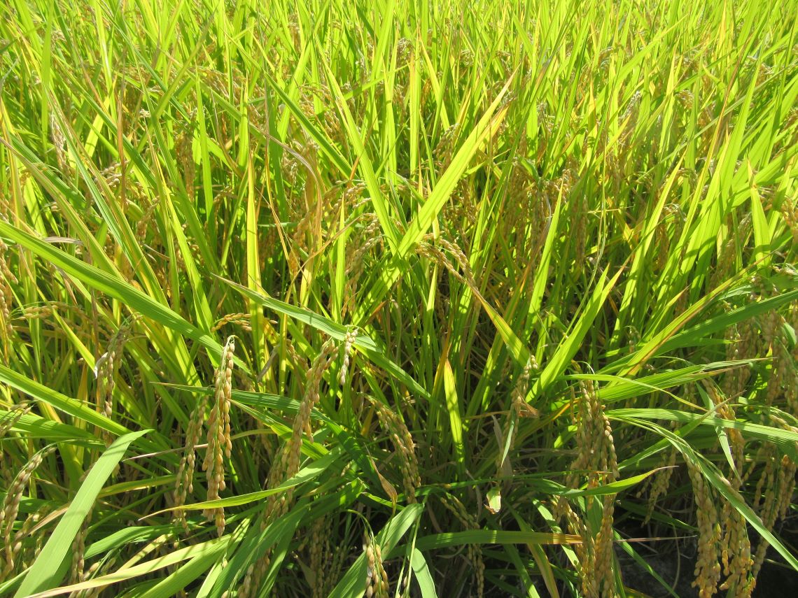 長崎県東彼杵郡波佐見町の鬼木棚田にある、稲。