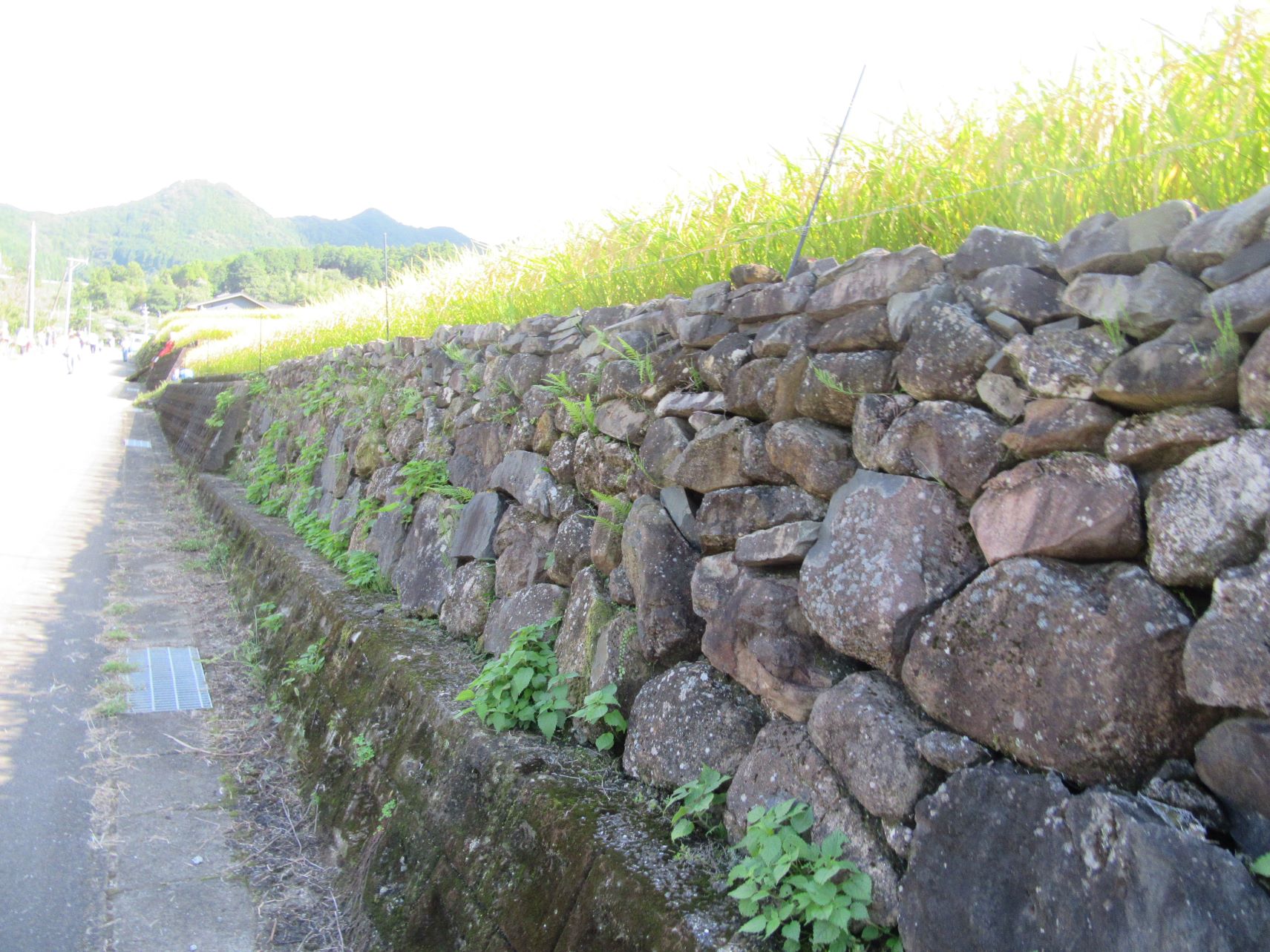 長崎県東彼杵郡波佐見町の鬼木棚田に当たる太陽。