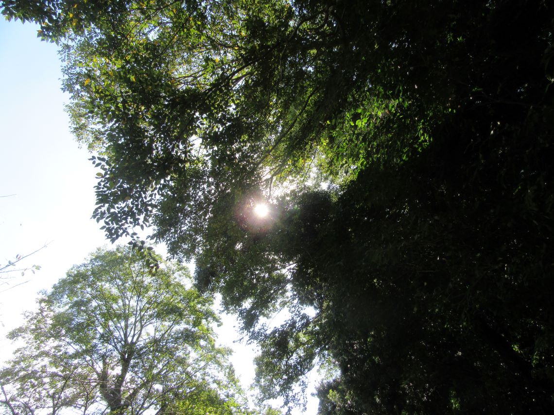 長崎県大村市の大村公園での木漏れ日。