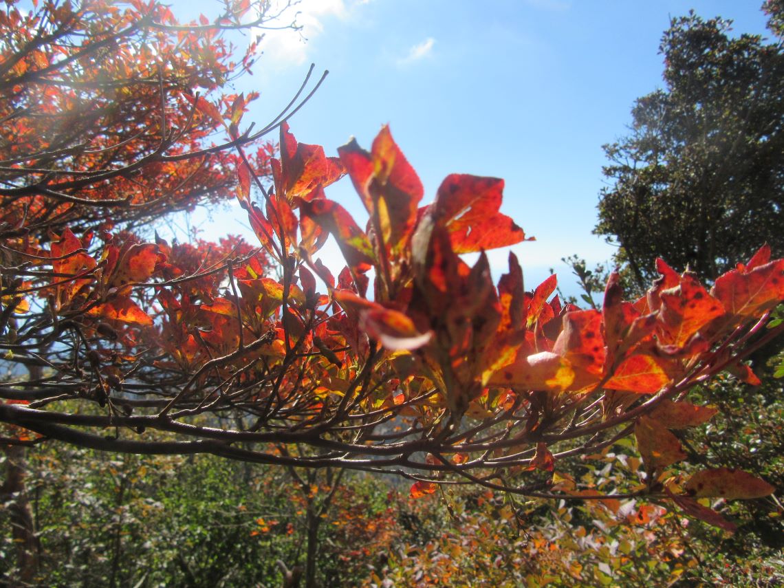 長崎県雲仙の紅葉などの写真。