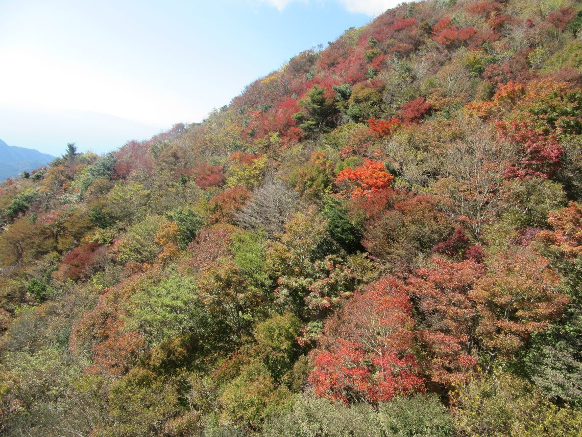 長崎県雲仙の紅葉などの写真。