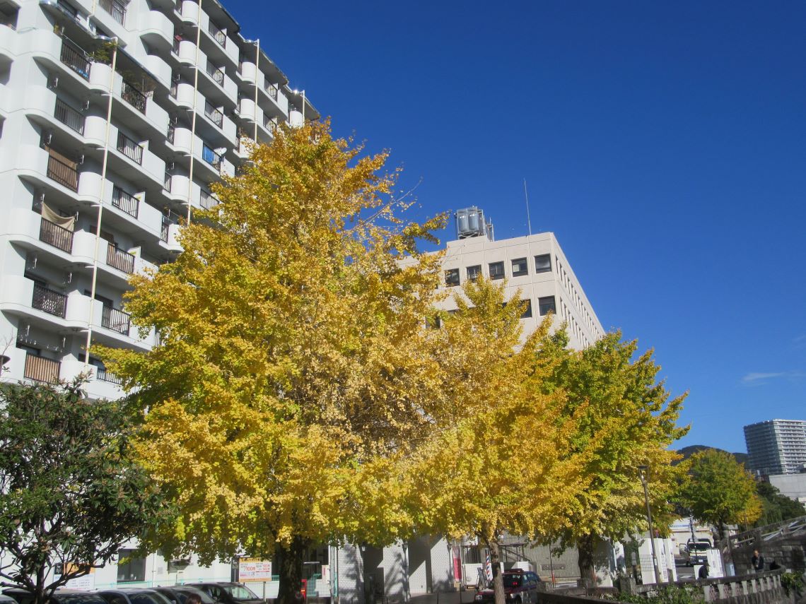 イチョウと、後ろに見える長崎市民会館。