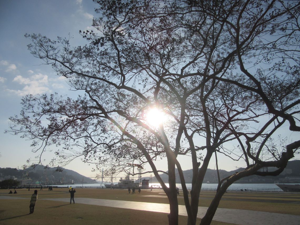 長崎市・長崎水辺の森公園の大きな木漏れ日