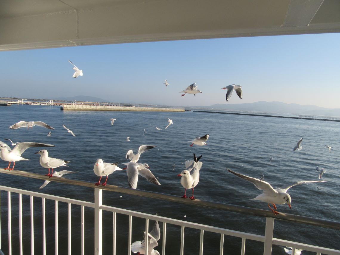 海とかもめたち。