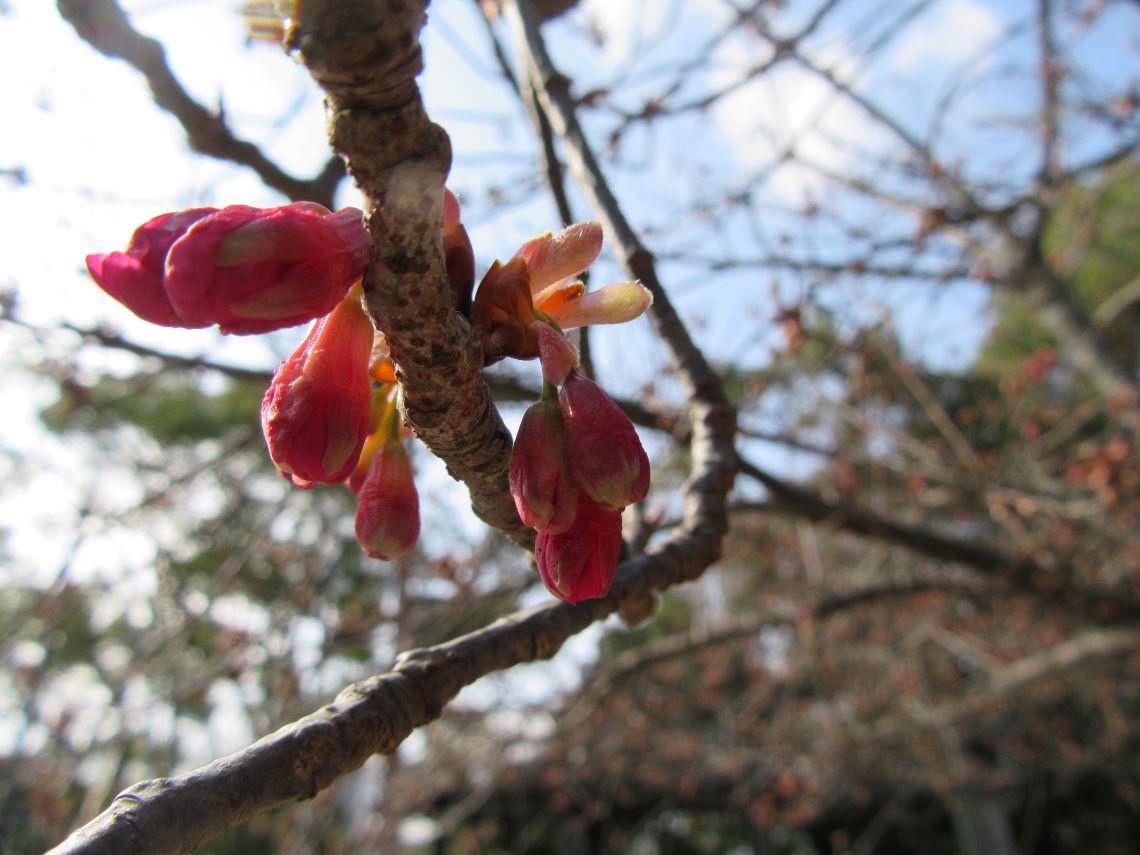 花もいいけど、蕾もいい。