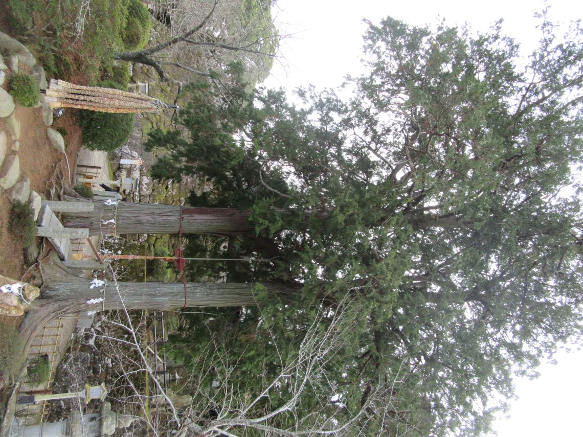 佐賀県武雄市にある武雄神社の夫婦檜。