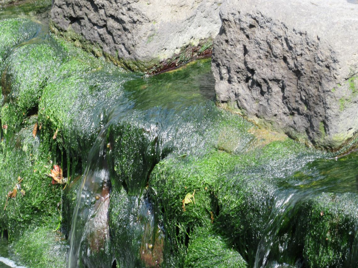 長崎市で撮影した眼鏡橋付近の流れる川と苔の写真。