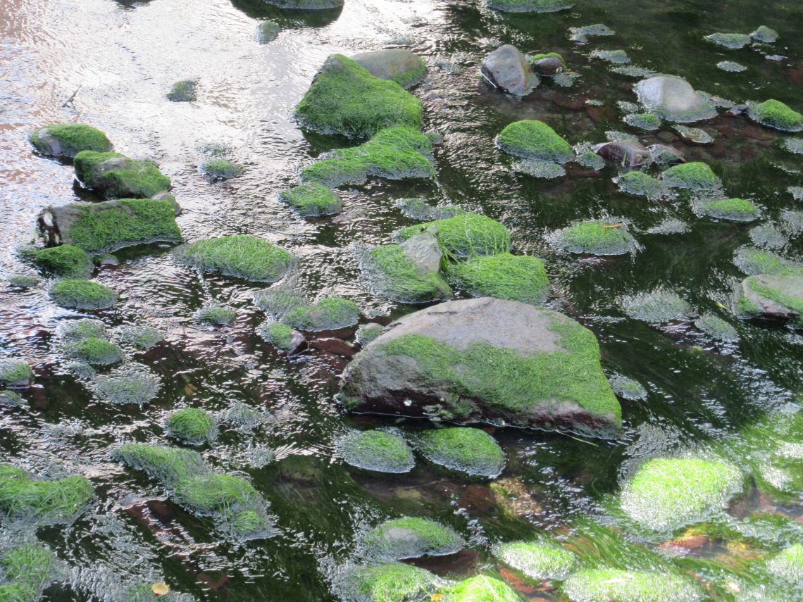長崎市で撮影した眼鏡橋付近の中島川の石に生えている苔の写真。