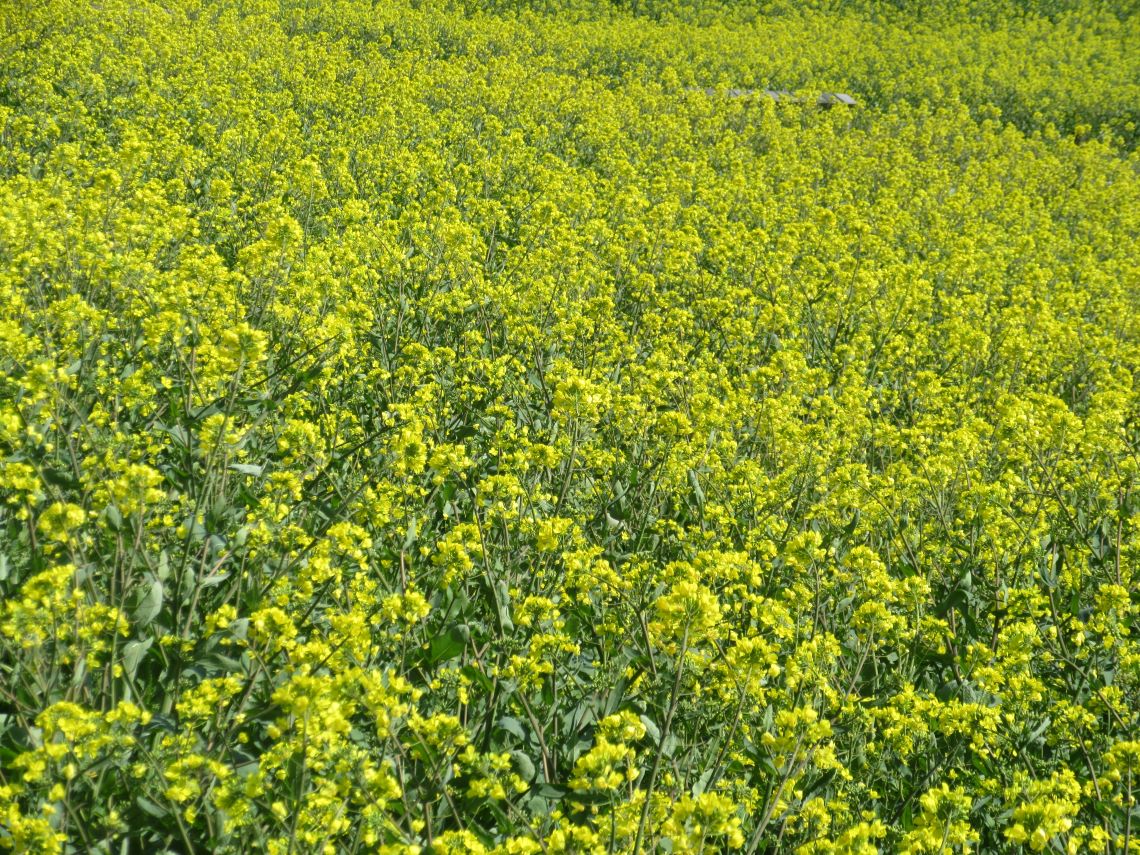諫早市の白木峰高原で撮影した、無数の菜の花。