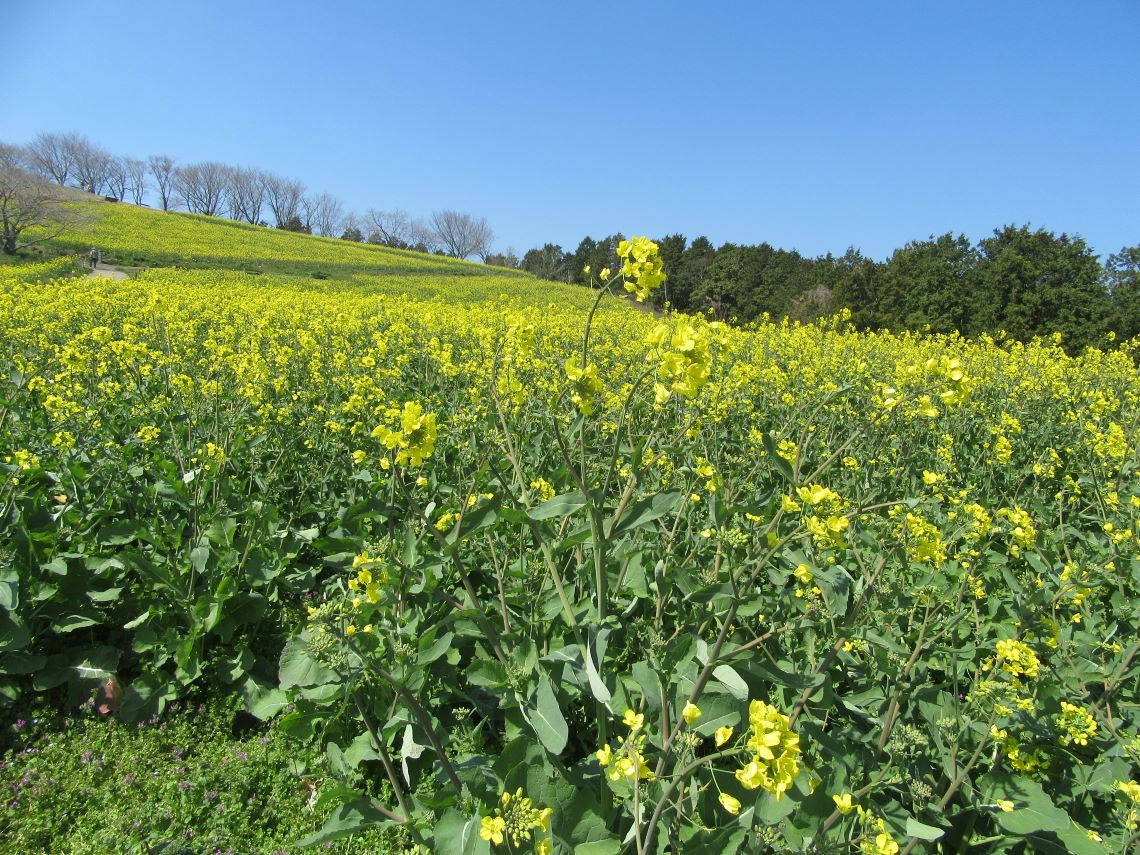 諫早市の白木峰高原で撮影した、菜の花畑と、背が高い菜の花。