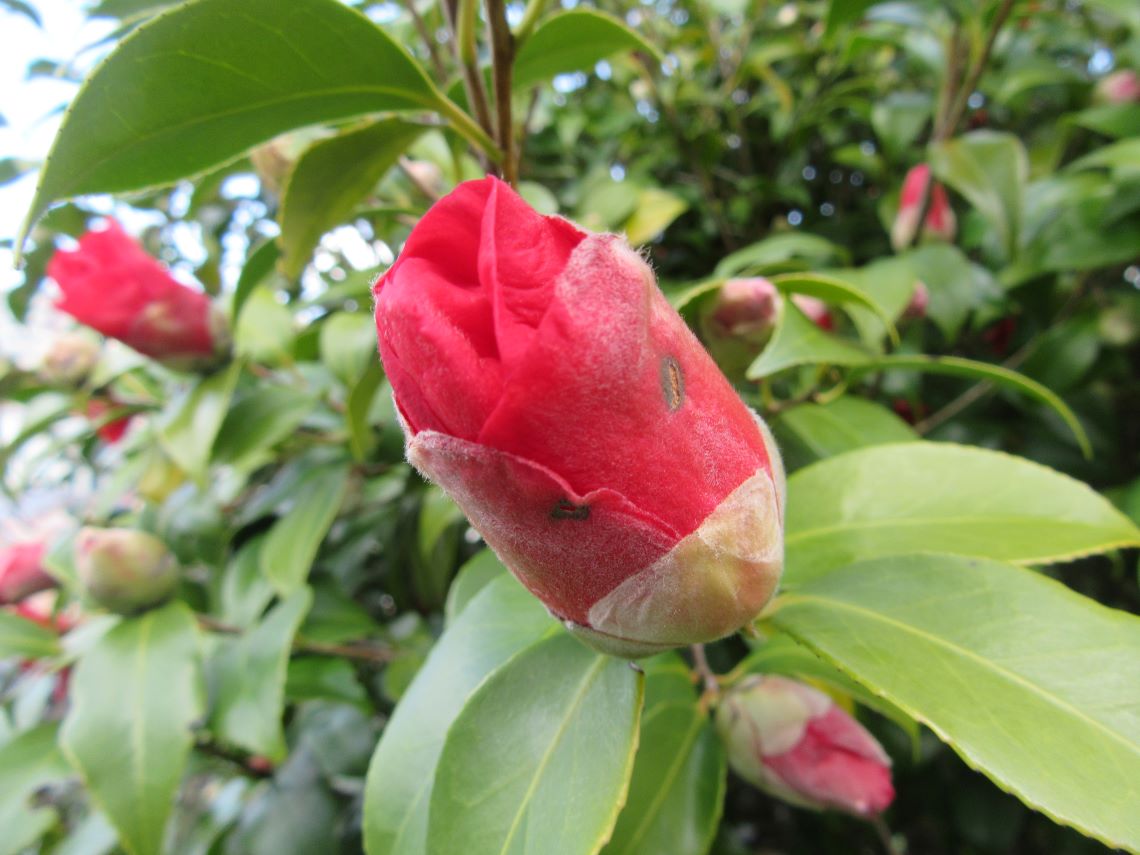 花を開こうとしている椿の写真。