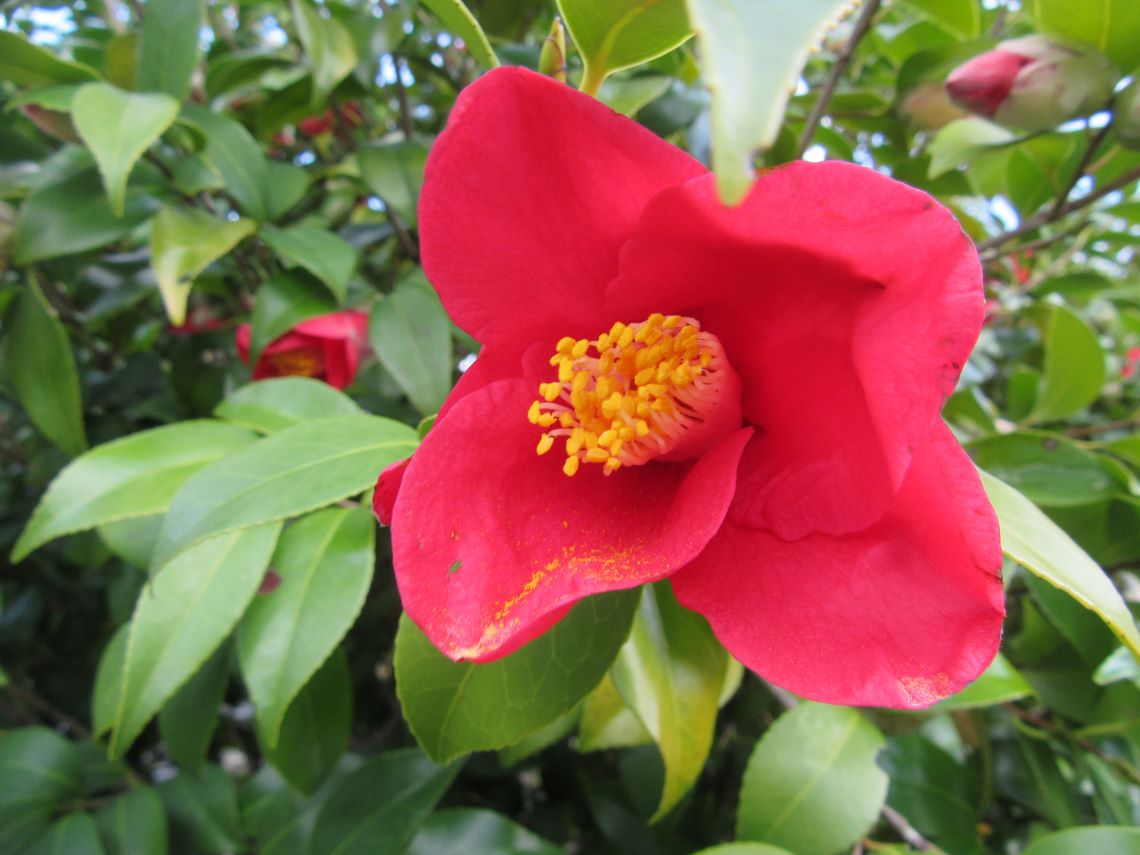 花粉が花びらに落ちている椿の写真。