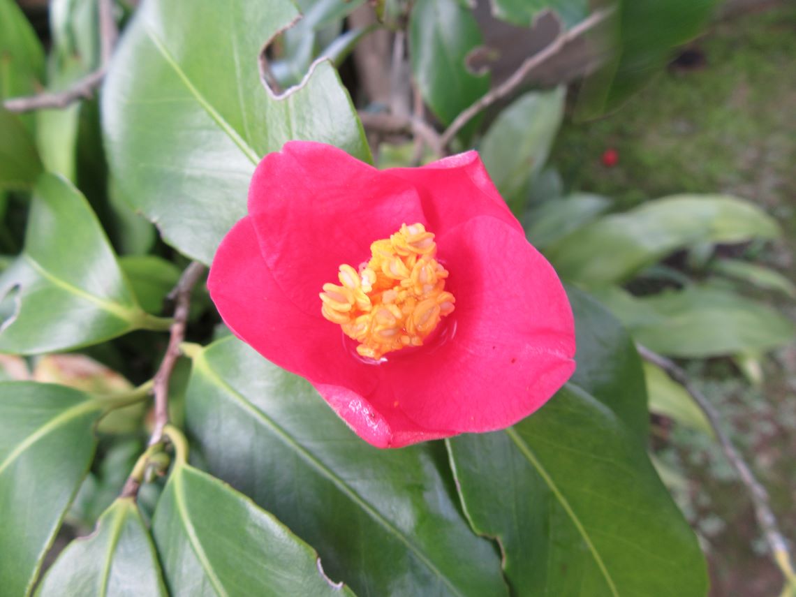 控えめな開き具合の椿の花の写真。