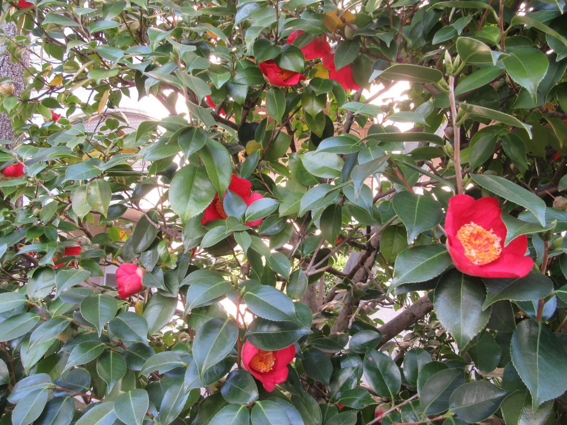長崎市元船町で撮影した、様々な椿の花。