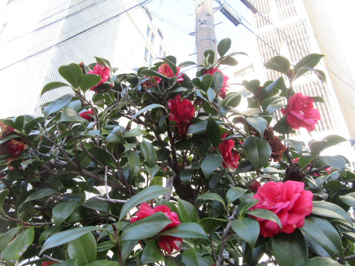 長崎市元船町で撮影した、大きな椿の花たち。