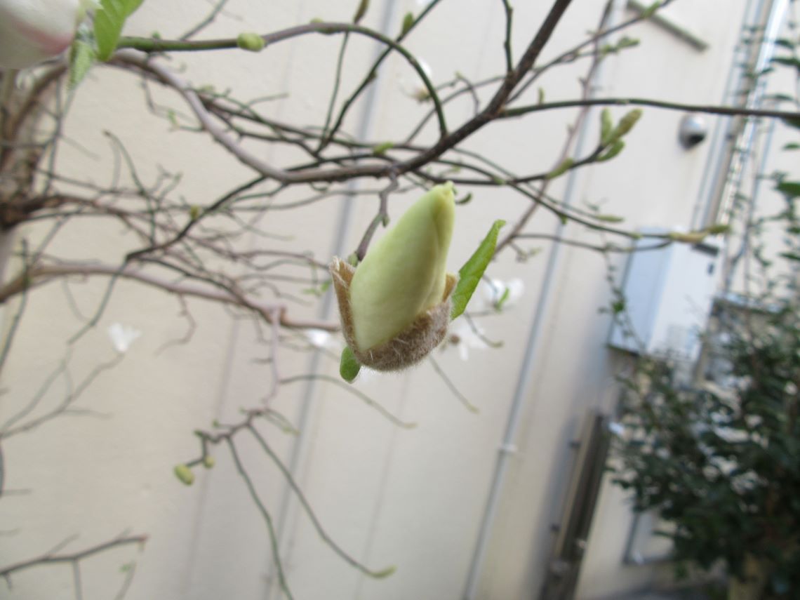 長崎市元船町で撮影した、ハクモクレンと思われる花の蕾。