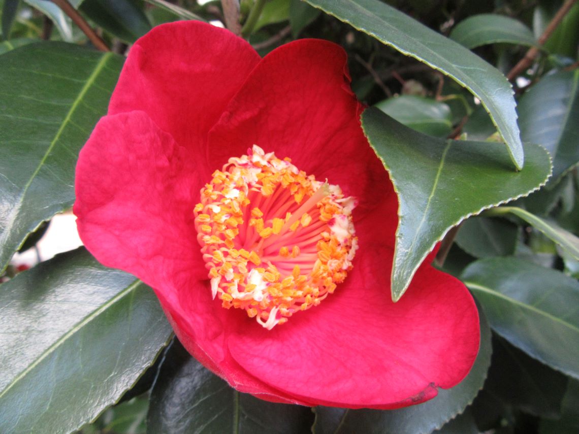 長崎市元船町で撮影した、近い距離での椿の花。