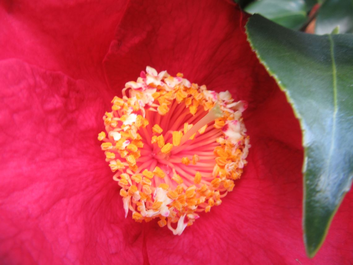 長崎市元船町で撮影した、椿の花の中心。