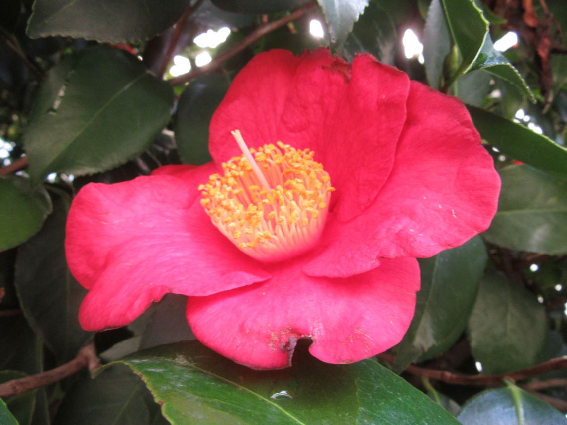 長崎市元船町で撮影した、椿の花。