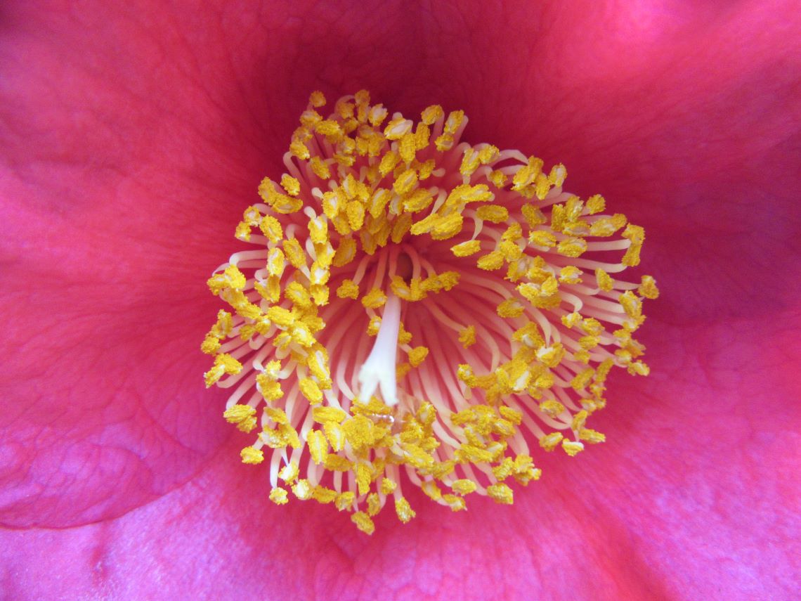 長崎市元船町で撮影した、いろいろな方向を向いている椿の花の雄しべたち。