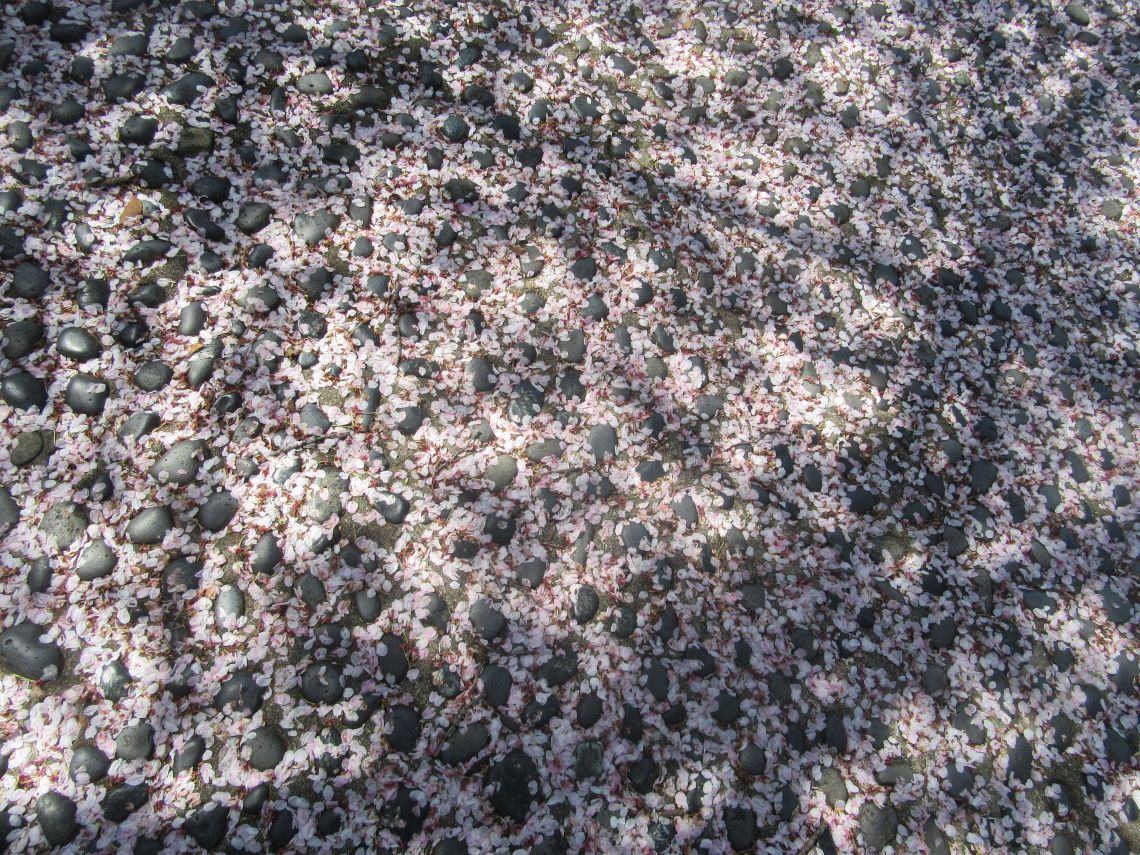 4月の長崎市オランダ坂周辺で撮影した、桜の花びらによりピンク色できれいな地面。