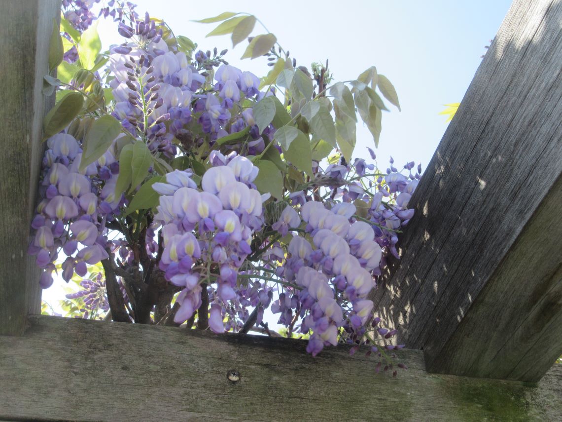 長崎水辺の森公園で撮影した、かわいい藤の花。