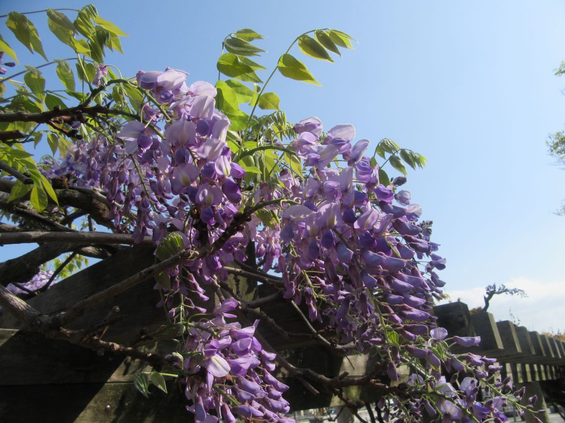 長崎水辺の森公園で撮影した、だんだん伸びている藤の花。