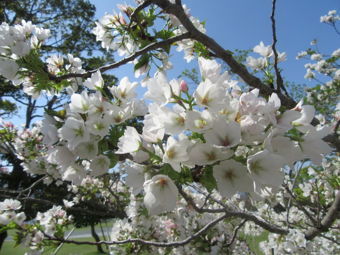 長崎水辺の森公園で撮影した、葉桜。