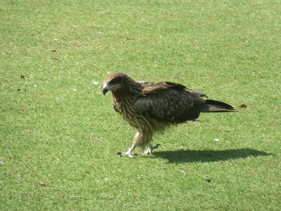 長崎水辺の森公園で撮影した、凛々しいとんび。