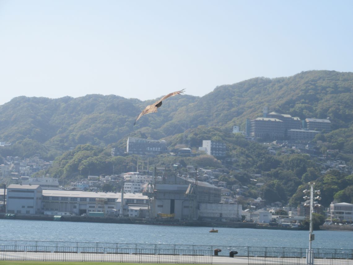 長崎水辺の森公園で撮影した、飛んでいくとんび。