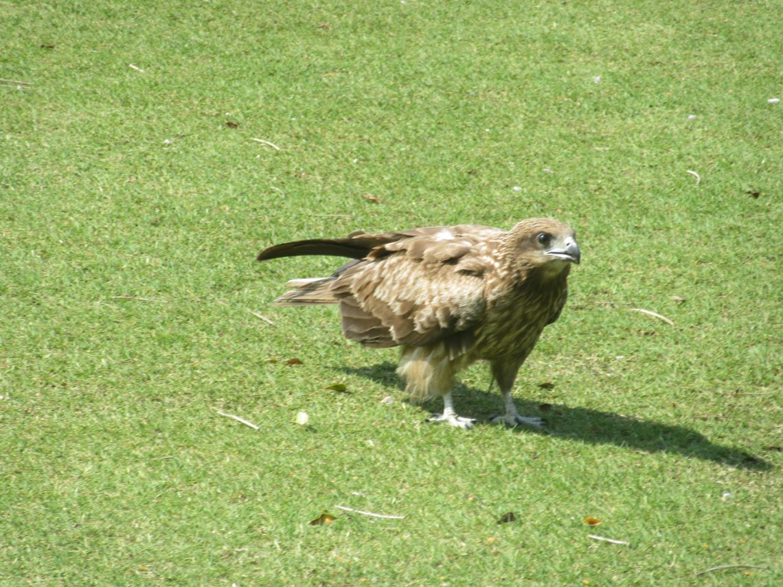 長崎水辺の森公園で撮影した、かわいいとんび。